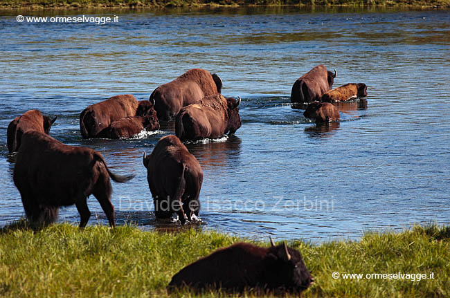 248 Guado Bisonti IMG 0102 (3)